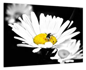 Včela na sedmikrásce - obraz