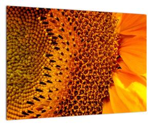 Detail slunečnice - obraz