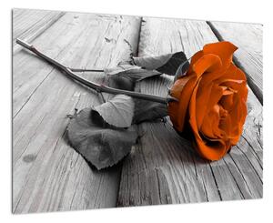 Růže oranžová - obraz