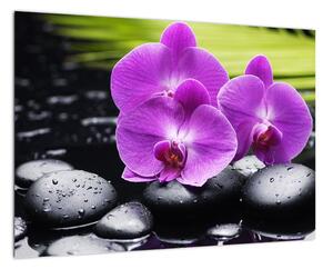Obraz - orchidej