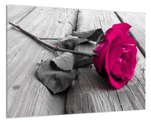 Růže fialová - obraz