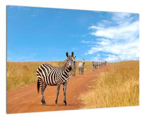 Zebra na cestě - obraz