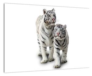 Tygr bílý - obraz