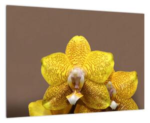Žlutá orchidej - obraz