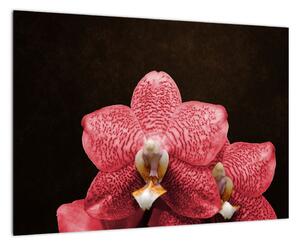 Růžová orchidej - obraz