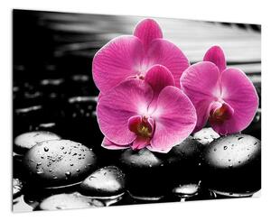 Obraz orchidejí