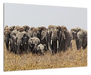 Stádo slonů - obraz