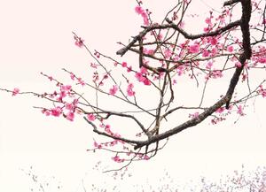 Malvis ® Tapeta Sakura ozdobná Vel. (šířka x výška): 144 x 105 cm
