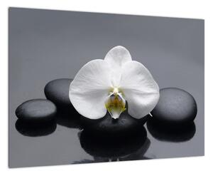 Květ orchideje - moderní obraz