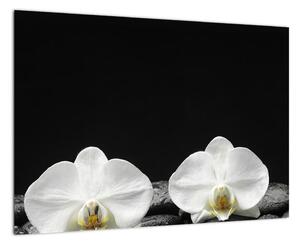 Orchideje - obraz