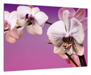 Moderní obrazy - orchidej