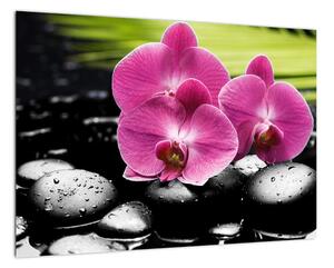 Fotka orchideje