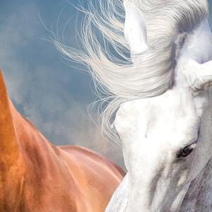 Malvis ® Fototapeta Koně v klusu Vel. (šířka x výška): 144 x 105 cm