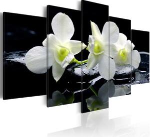 Obraz - Melancholic orchids