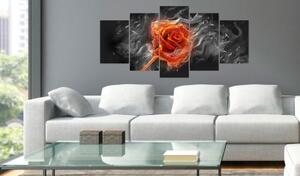 Obraz - Fiery Rose