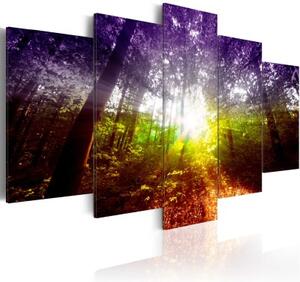 Obraz - Rainbow Forest