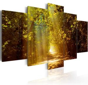 Obraz - Forest in the Sunlight