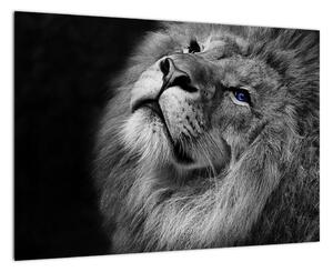 Obraz lva