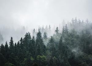 Malvis ® Tapeta les v mlze Vel. (šířka x výška): 144 x 105 cm