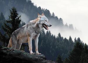 Malvis ® Tapeta Vlk v lese Vel. (šířka x výška): 144 x 105 cm