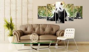 Obraz - Cute Panda Bear