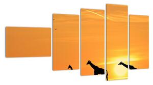 Moderní obraz - žirafy (110x60cm)