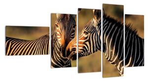 Obraz - zebry (110x60cm)