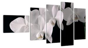 Obraz - bílé orchideje (110x60cm)