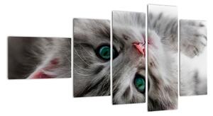 Obraz kočky (110x60cm)