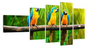 Moderní obraz - papoušci (110x60cm)