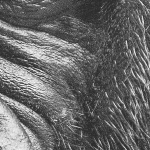 Malvis ® Tapeta Černobílá gorila Vel. (šířka x výška): 144 x 105 cm