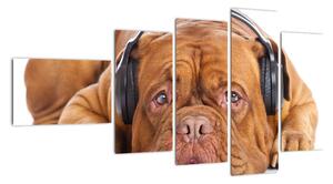 Moderní obraz - pes se sluchátky (110x60cm)