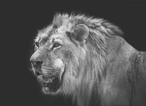 Malvis ® Tapeta Černobílý lev Vel. (šířka x výška): 144 x 105 cm