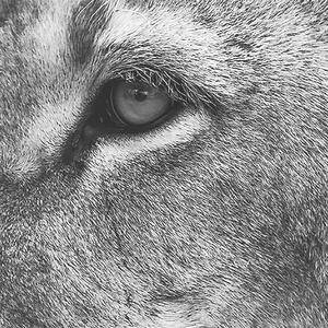 Malvis ® Tapeta Černobílý lev Vel. (šířka x výška): 288 x 200 cm
