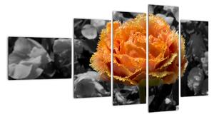 Oranžový květ na černobílém pozadí - obraz (110x60cm)