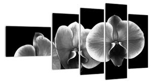 Černobílý obraz - orchidej (110x60cm)