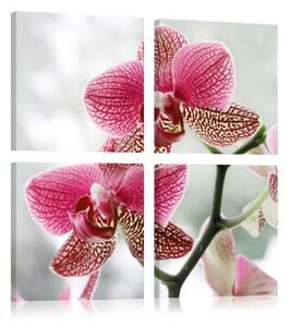 Obraz - Fancy orchid