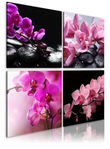 Obraz - Orchids more beautiful than ever