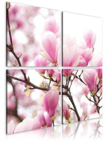 Obraz - Blooming magnolia tree
