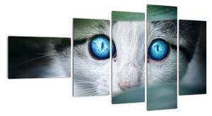 Obraz kočky, zářivé oči (110x60cm)