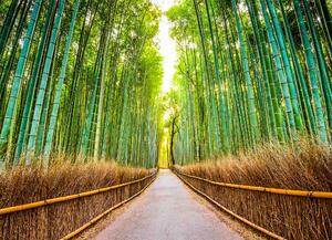 Malvis ® Tapeta bambusová stezka Vel. (šířka x výška): 144 x 105 cm