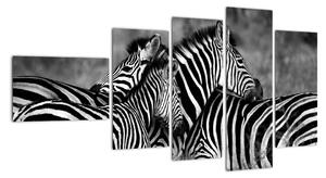 Obraz - zebry (110x60cm)