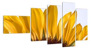 Obraz květu slunečnice (110x60cm)