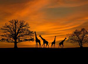 Malvis ® Tapeta africké žirafy Vel. (šířka x výška): 144 x 105 cm