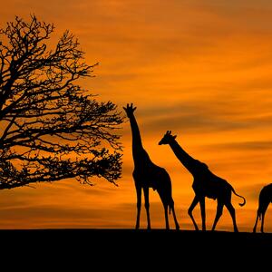 Malvis ® Tapeta africké žirafy Vel. (šířka x výška): 144 x 105 cm