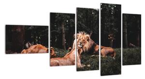 Obrazy - lvi v lese (110x60cm)