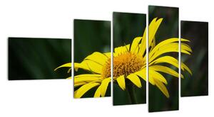 Obraz žlutého květu (110x60cm)