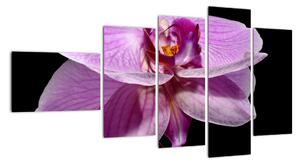 Obraz - orchidej (110x60cm)