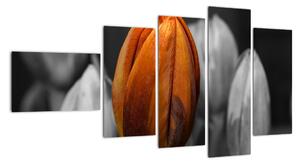 Oranžový tulipán mezi černobílými - obraz (110x60cm)