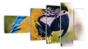 Obraz - papoušek (110x60cm)